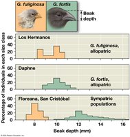 Character displacement in Darwin's finches