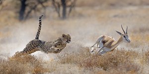 Cheetah chasing gazelle: predator-prey interaction