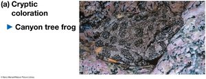 Cryptic coloration in canyon tree frog