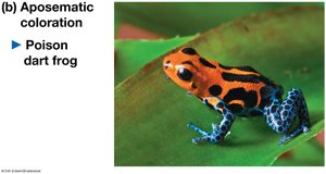 Aposematic coloration in poison dart frog