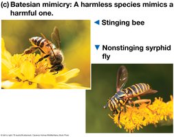 Batesian mimicry: bee and syrphid fly