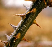 Plant defense: thorns