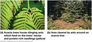 Mutualism: acacia tree and ants