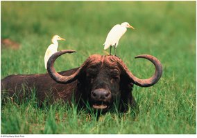 Commensalism: cattle egret and buffalo