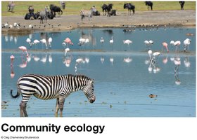 Community ecology: diverse species at a watering hole