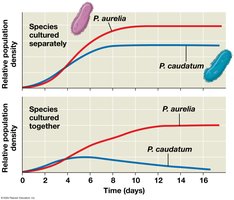 Competitive exclusion in Paramecium
