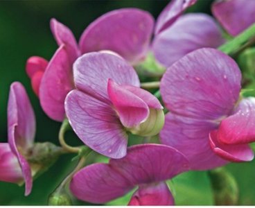 Purple pea flowers