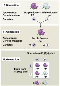 Law of segregation in Punnett square