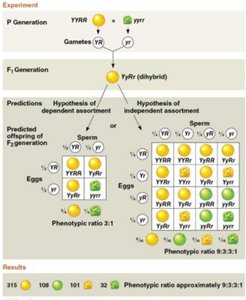 Dihybrid cross and independent assortment