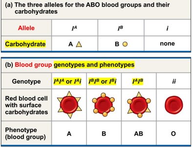 ABO blood group alleles and phenotypes