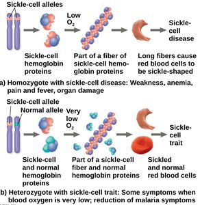 Sickle-cell disease and trait