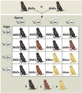 Epistasis in Labrador coat color