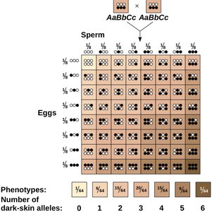 Polygenic inheritance of skin color