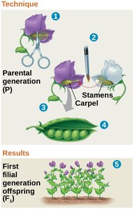 Crossing pea plants