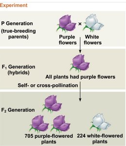F2 generation traits