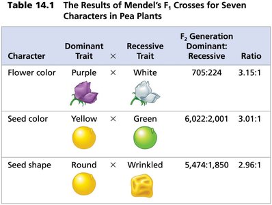 Mendel's F1 cross results table