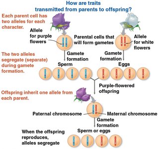 Transmission of traits from parents to offspring