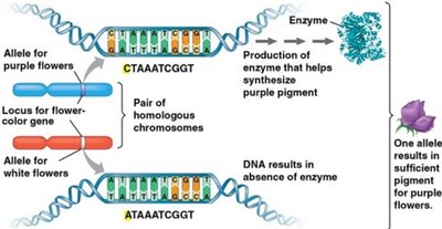 Alleles and gene locus