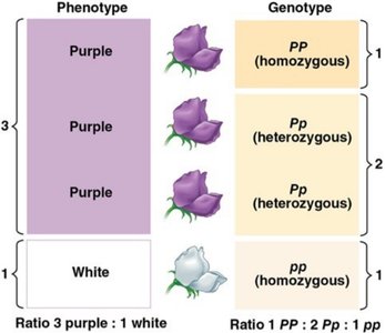 Phenotype vs genotype