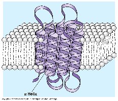 The structure of a transmembrane protein embedded in a membrane.