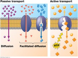 Diagram of passive and active transport across a membrane.