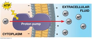ATP is used to actively transport protons out of the cell through a proton pump.