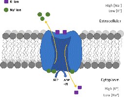 Sodium potassium pump.