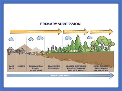 Primary succession stages diagram