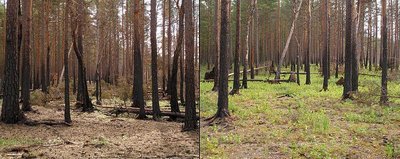 Forest after fire (secondary succession)
