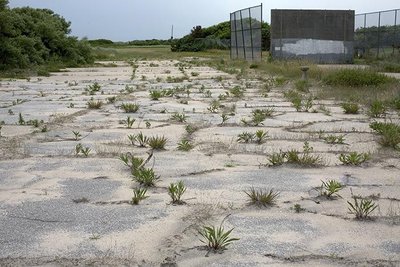 Plants growing on disturbed land
