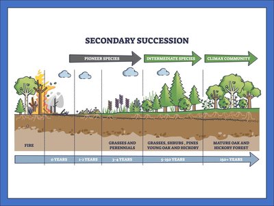 Secondary succession stages diagram
