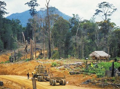 Deforestation scene