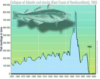 Collapse of Atlantic cod stocks