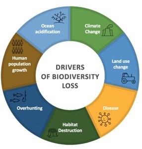 Drivers of biodiversity loss