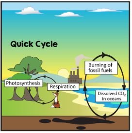 Quick carbon cycle diagram