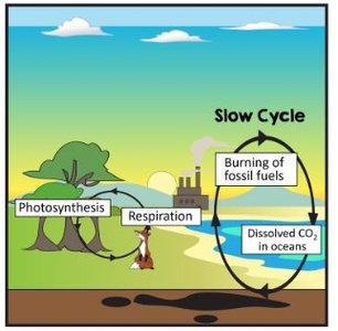 Slow carbon cycle diagram