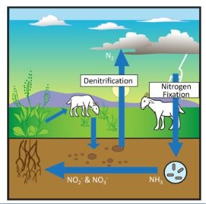 Nitrogen cycle diagram