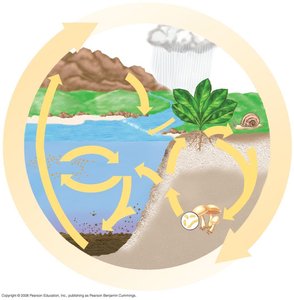 Phosphorus cycle diagram