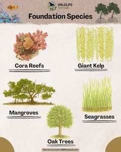 Examples of foundation species