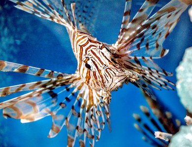 Lionfish as an invasive species