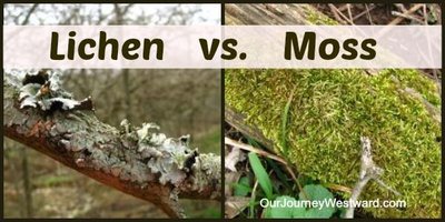 Lichen vs. moss as pioneer species
