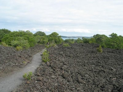 Lava flow landscape for primary succession