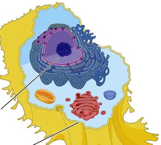 Eukaryotic cell diagram showing organelles
