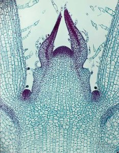 Shoot apical meristem longitudinal section