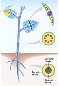 Diagram of plant tissue systems