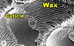 SEM of wax and cuticle on plant surface