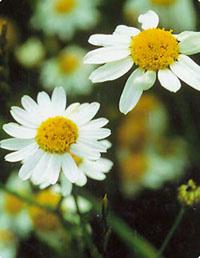 Chamomile flowers