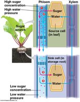 Diagram showing sugar and water transport from leaves (source) to roots (sink) in a beet plant via phloem and xylem.