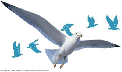 Bird illustrating structure and function
