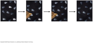 Evolutionary tree of finches